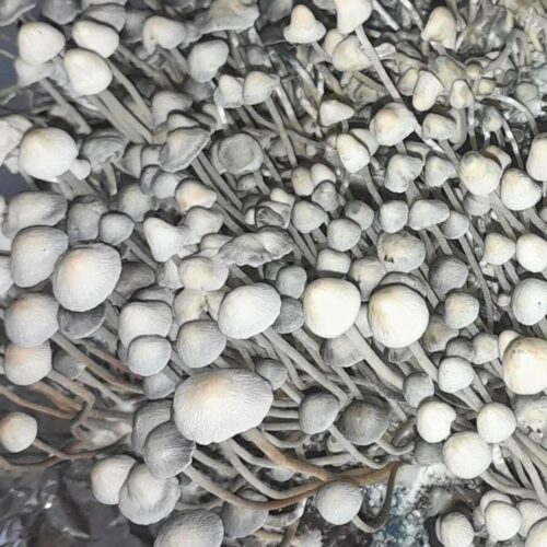 panaeolus cyanescens huasteca mushrooms