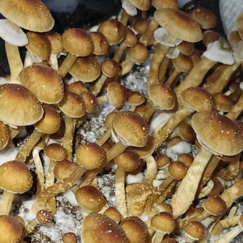 Oak Ridge Mushrooms