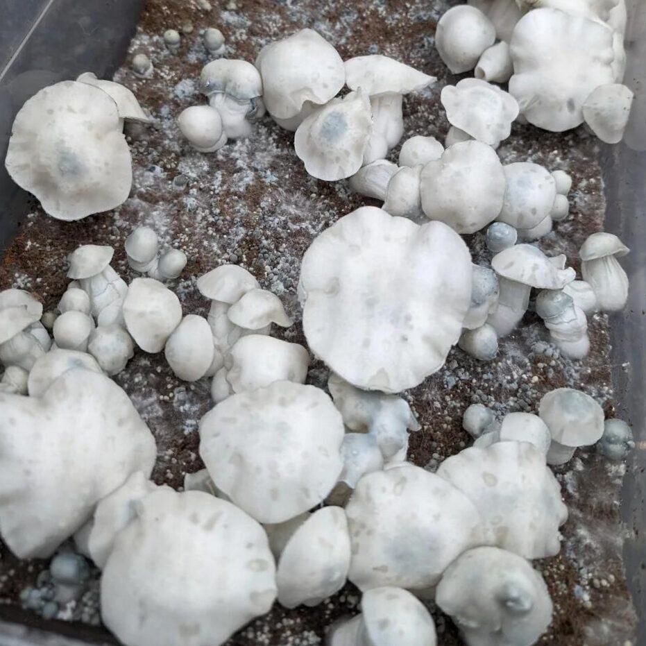 Albino Makilla Gorilla Mushrooms Albino Makilla Gorilla Mushrooms