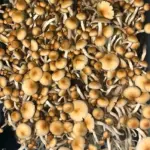 Golden Teacher Mushrooms