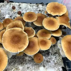 Koh Samui Super Strain Mushrooms