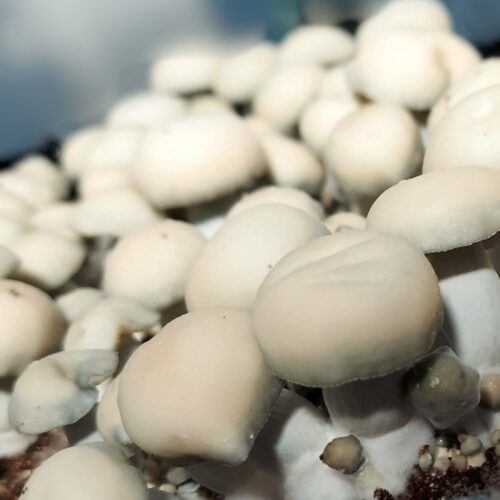 True Albino Teacher Mushrooms