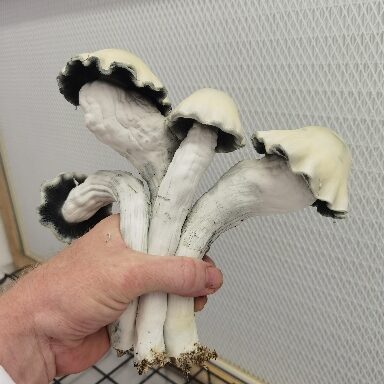 Albino Melmac Mushrooms