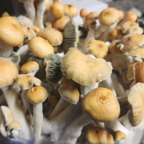 Orissa India Mushrooms