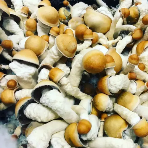 Penis Envy Mushrooms