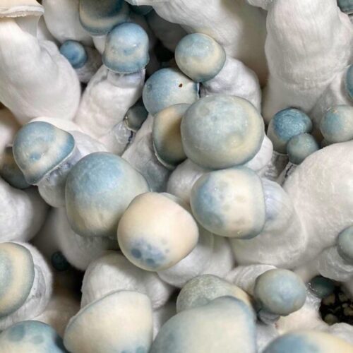 Pearly Gates Mushrooms