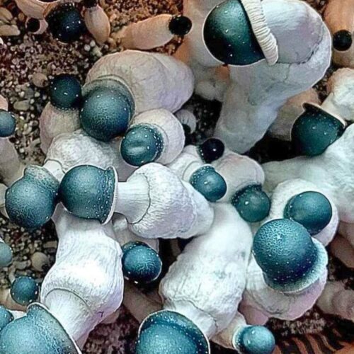 Starry Night Mushrooms