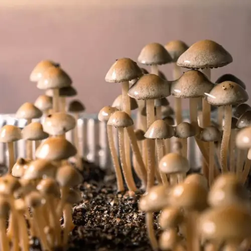 Panaeolus Cyanescens Brooksville Mushrooms