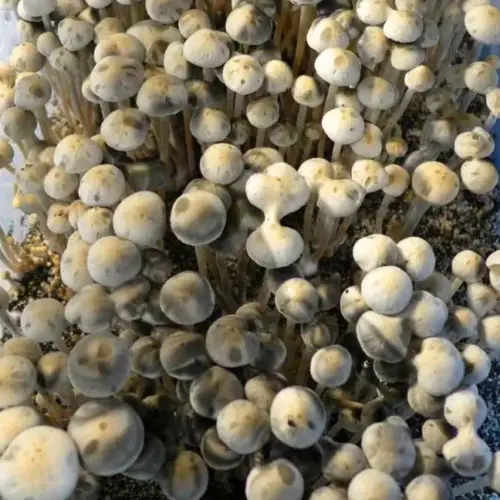 Panaeolus Cambodginiensis Sandose Mushrooms