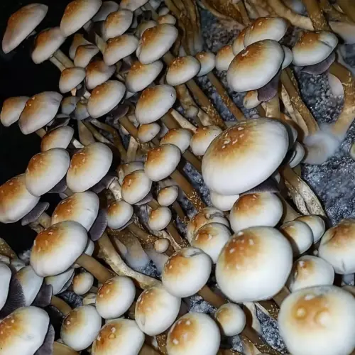 South African Trakskei Mushrooms