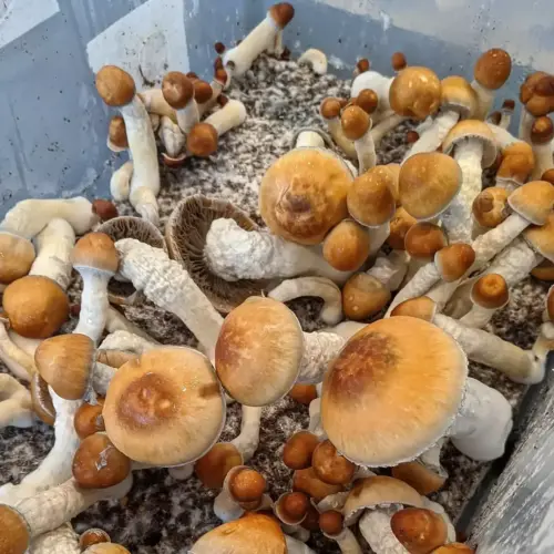 Melmac Mushrooms