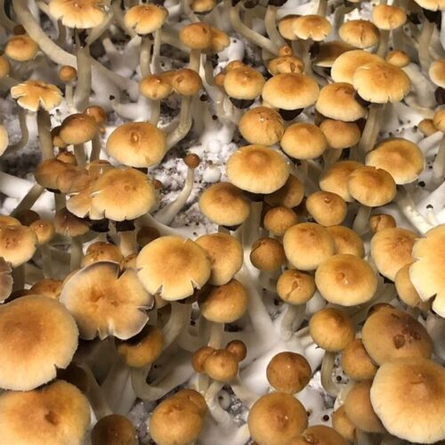 Cambodian Gold Mushrooms