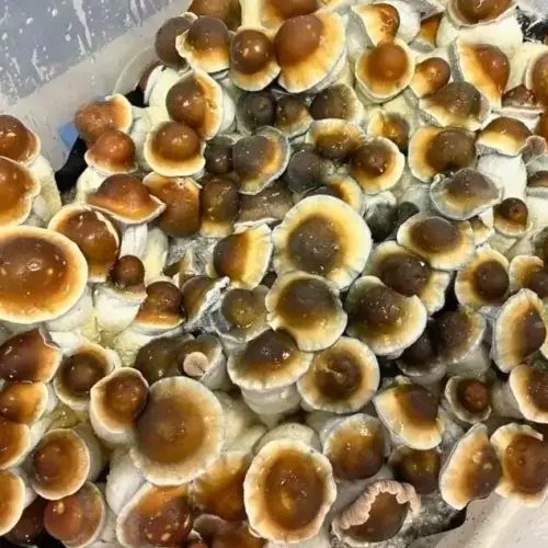 Steel Magnolia Mushrooms