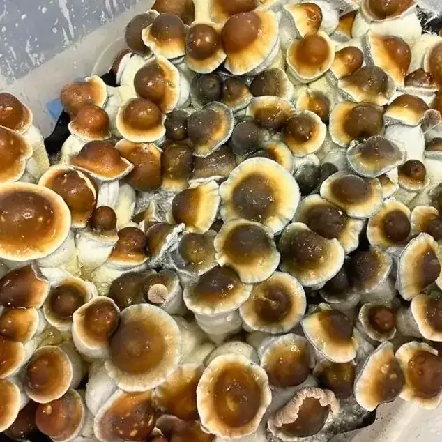 d7dd7f0c-27f9-44a7-9828-878c80a84b54-e1705679395407.webp Steel Magnolia Mushrooms