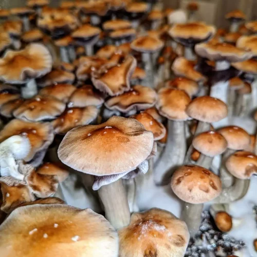 Golden Mammoth Mushrooms