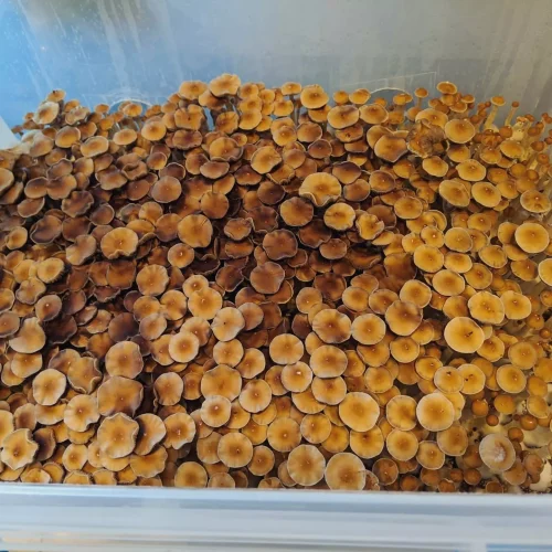 Inca Star Gazer Mushrooms