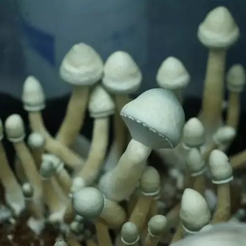 Leucistic Golden Teacher Mushrooms