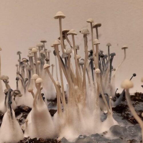 Panaelous Cyanescens Estero Mushrooms