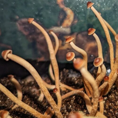 Psilocybe Tampanensis Mushrooms