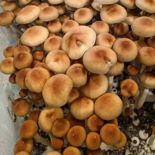 Tidal Wave 2 Mushrooms