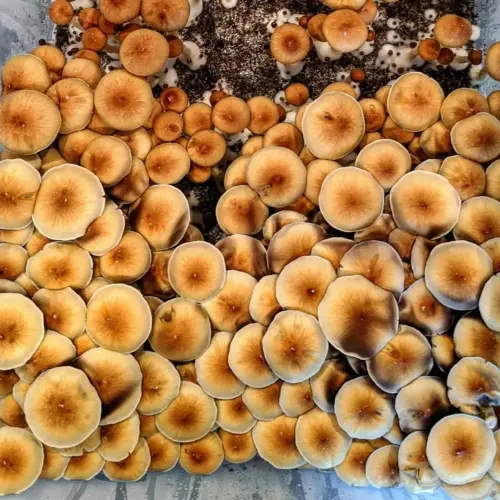 Tidal Wave Mushrooms