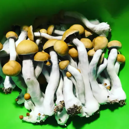 Treasure Coast Mushrooms