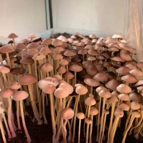 TTBVI Mushrooms