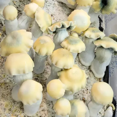 Yeti Mushrooms
