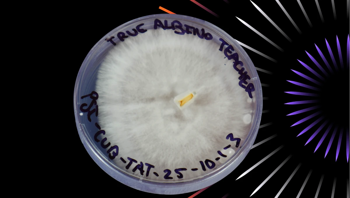 Quality control agar test showing clean mushroom liquid culture