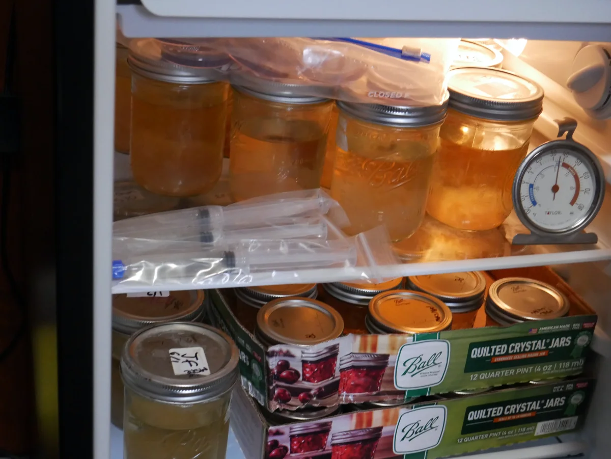 Proper storage of mushroom liquid culture syringes and liquid culture jars in refrigerator