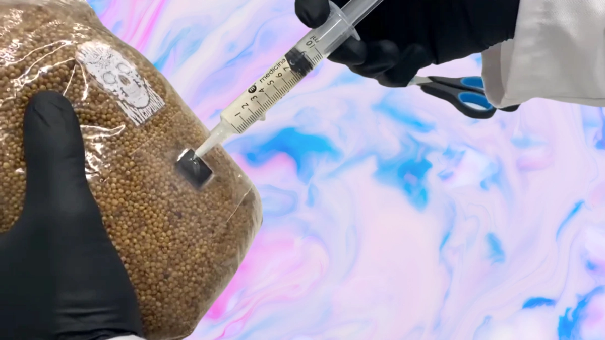 Proper sterile technique for inoculating grain jar with liquid culture