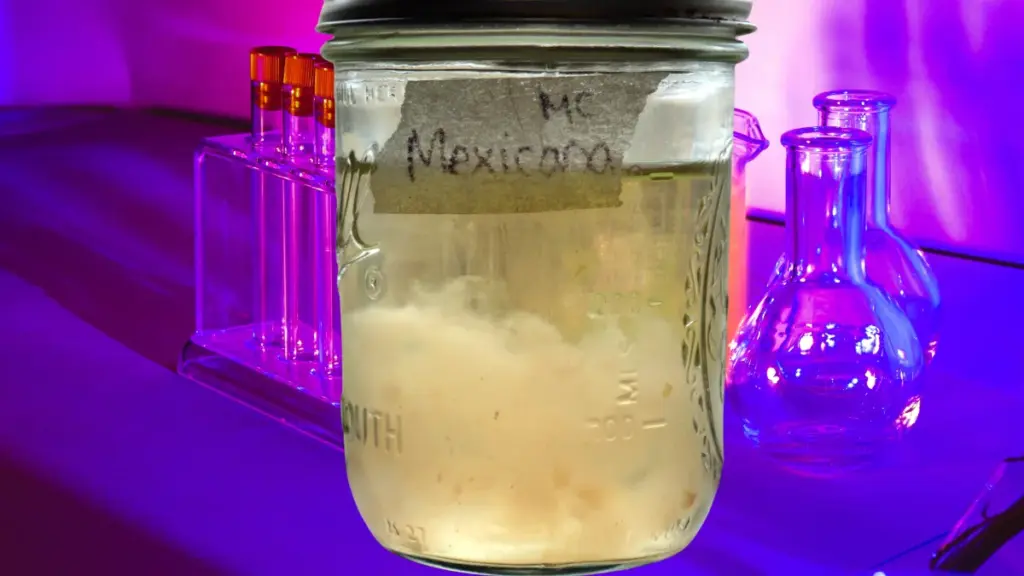 white mushroom liquid culture in a jar
