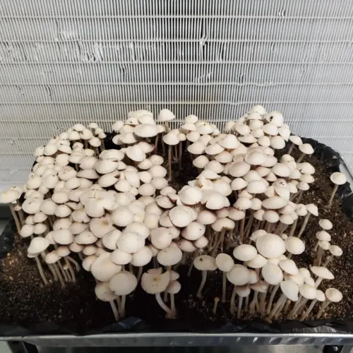 Panaeolus Cyanescens Eungai Mushrooms