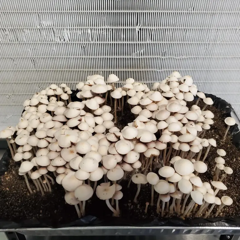 eungai-from-australia-v0-zyawto87p9of1 Panaeolus Cyanescens Eungai Mushrooms