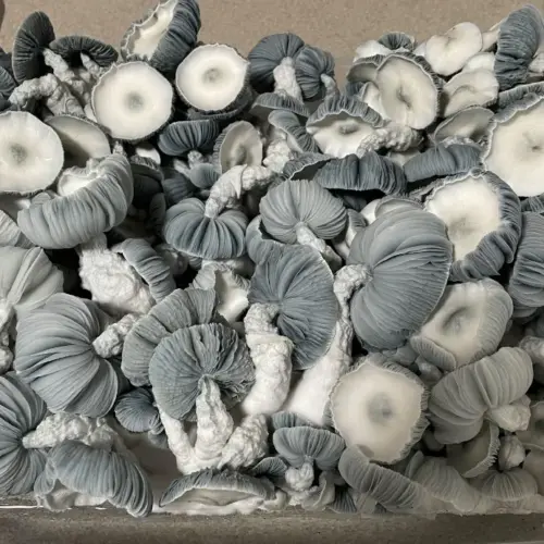 Jack Frost Mushroom Canopy