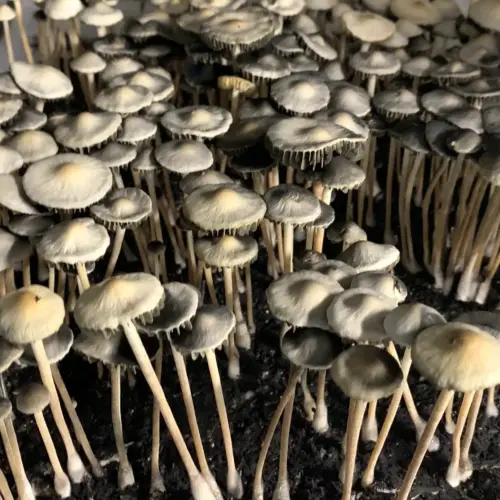 pan cyan naolinco mushrooms