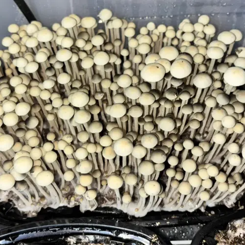 Panaeolus Cyanescens Weza Mushrooms