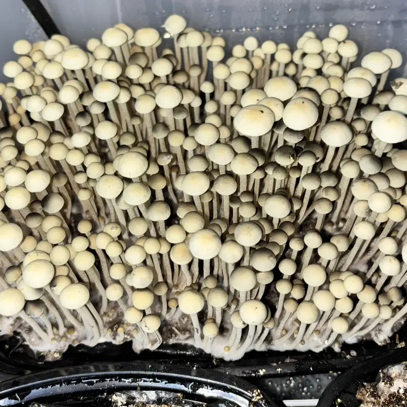 weza-clone-doin-aight-and-some-pretty-red-spore-v0-kuncyfxehh4g1.jpg Panaeolus Cyanescens Weza Mushrooms